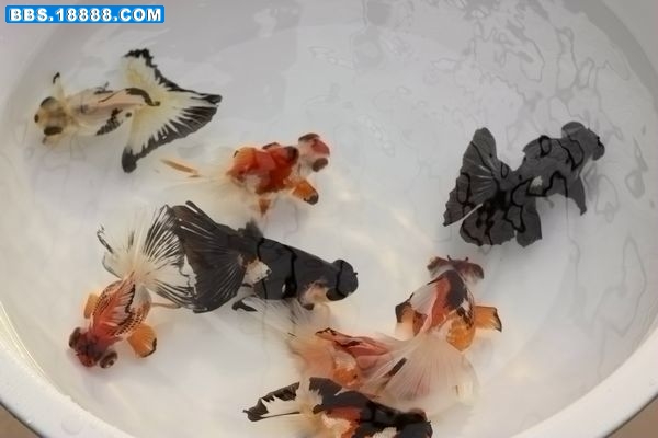 复件 上海游 703.jpg