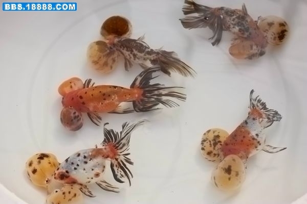 复件 (2) 上海游 660.jpg