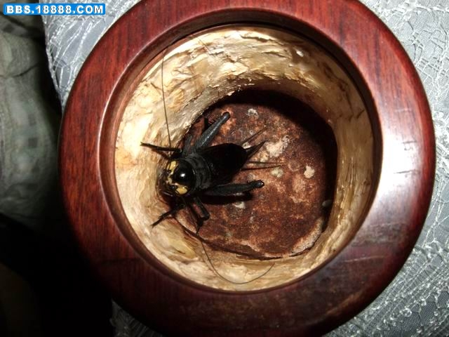重新曝光 调整大小 DSCF3788.jpg