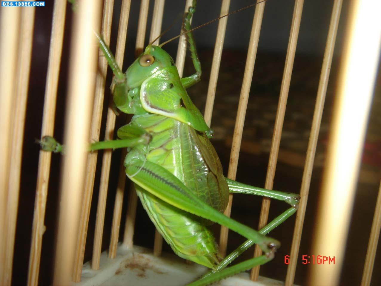 DSC03706.JPG
