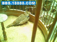 IMG0068A.jpg