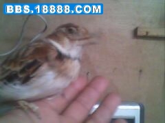IMG0096A.jpg