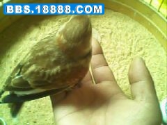 IMG0055A.jpg