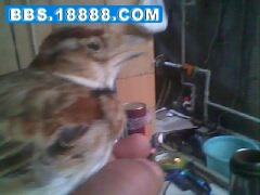 IMG0101A.jpg