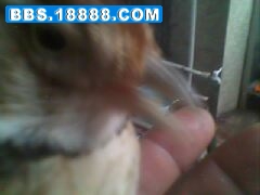 IMG0099A.jpg
