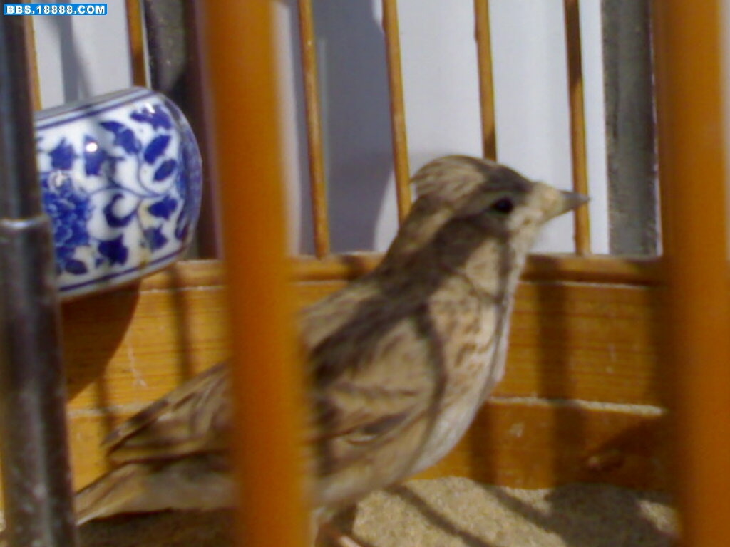 20100317811.jpg