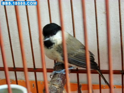 IMG_0029_nEO_IMG.jpg