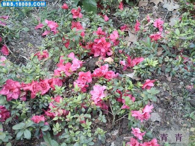 nEO_IMG_PICT0447.jpg