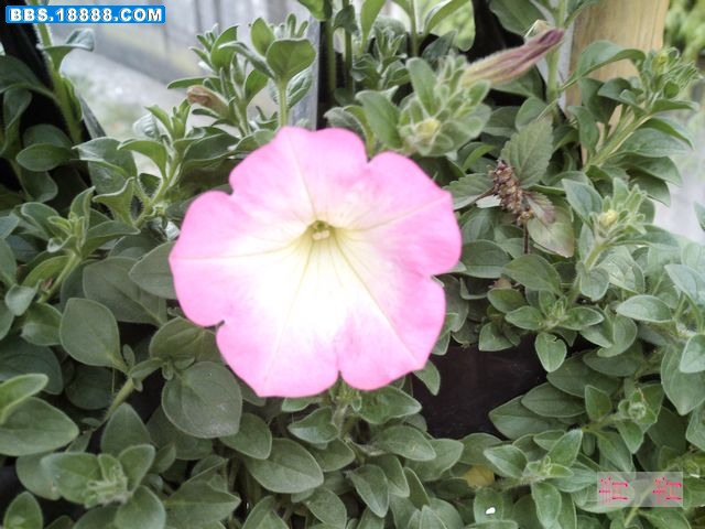 nEO_IMG_PICT0053.jpg