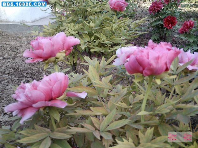 nEO_IMG_PICT0111.jpg