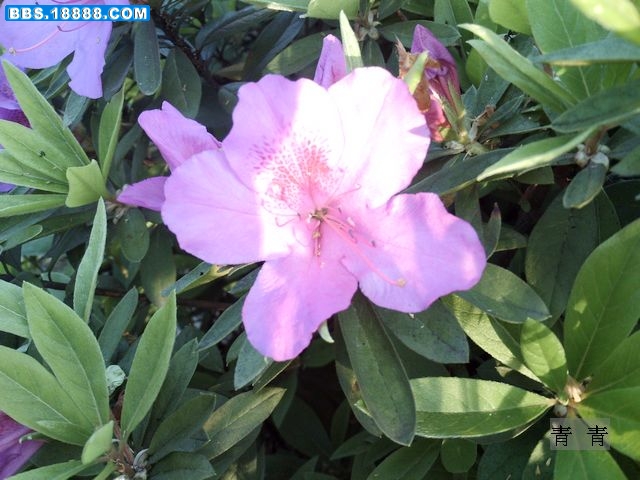 nEO_IMG_PICT0003.jpg