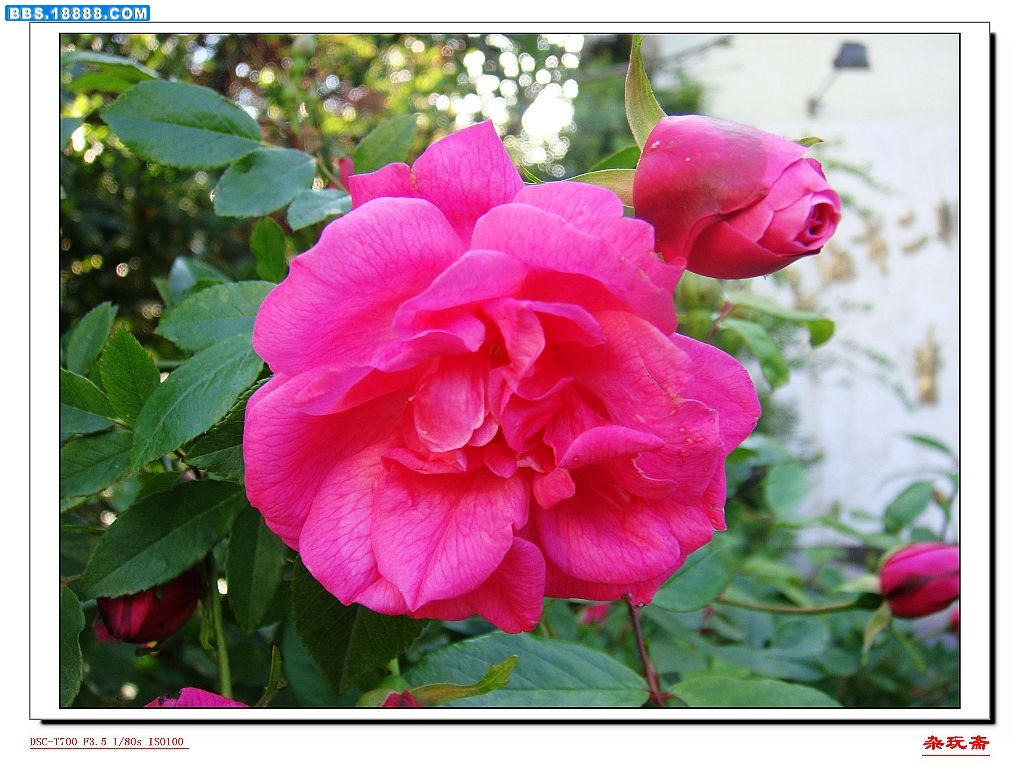 4花花包.jpg