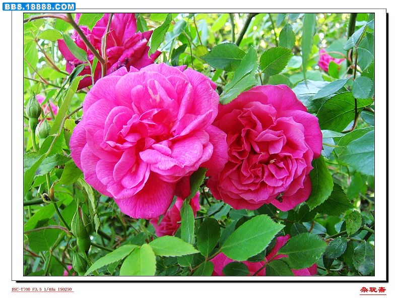 7花花包.jpg