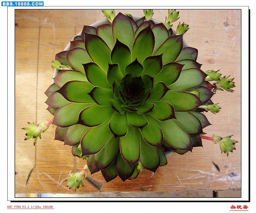 2莲花.jpg