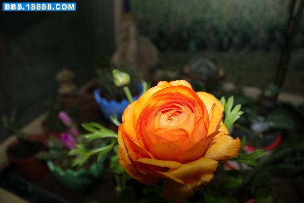 IMG_6148.JPG
