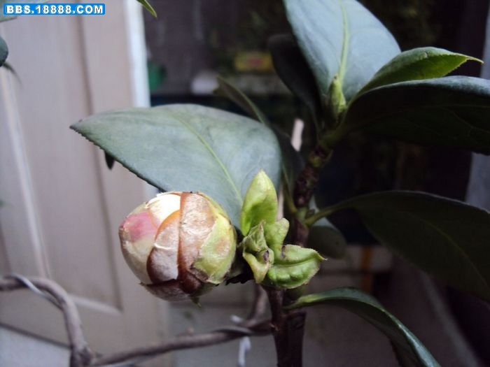 照片 我的照片 005.jpg