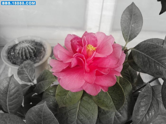 照片 我的照片3 068.jpg