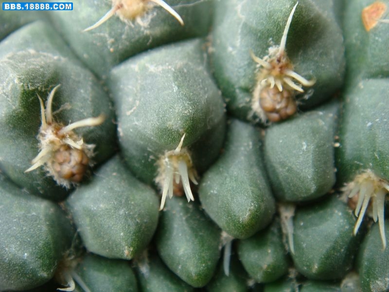 绯花玉3.JPG