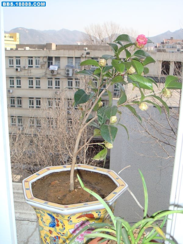 山茶1.JPG