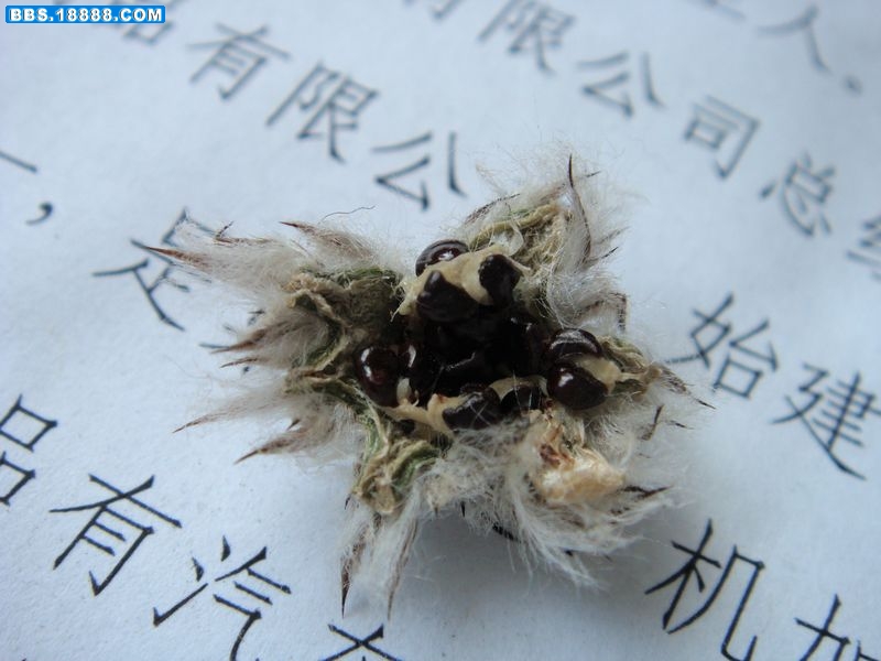 鸾凤玉子1.JPG