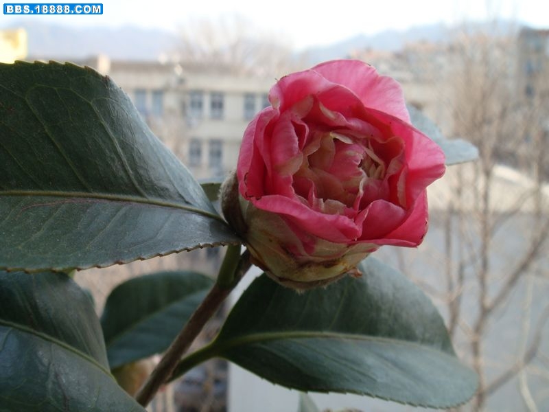 山茶3.JPG