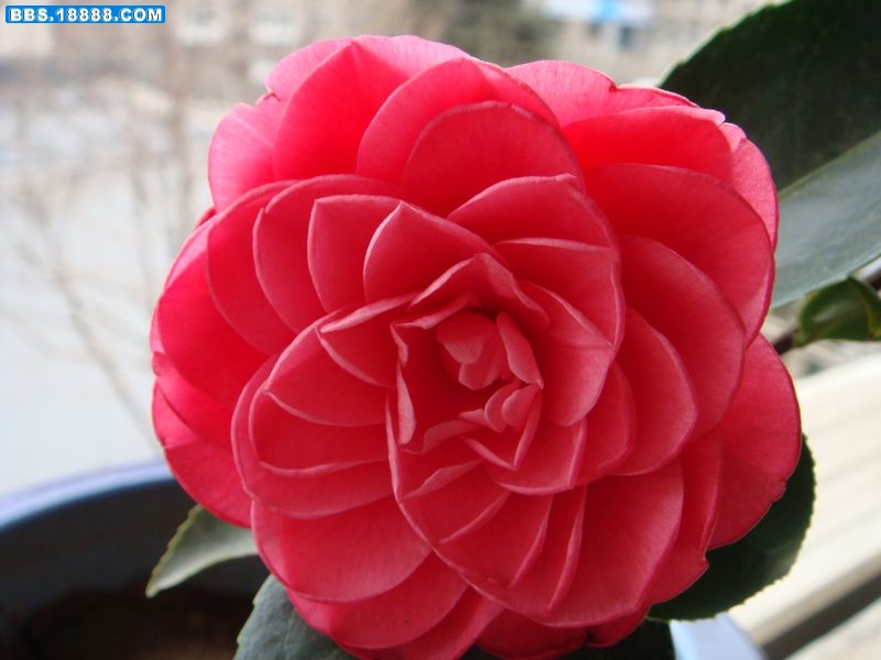 山茶B6.JPG