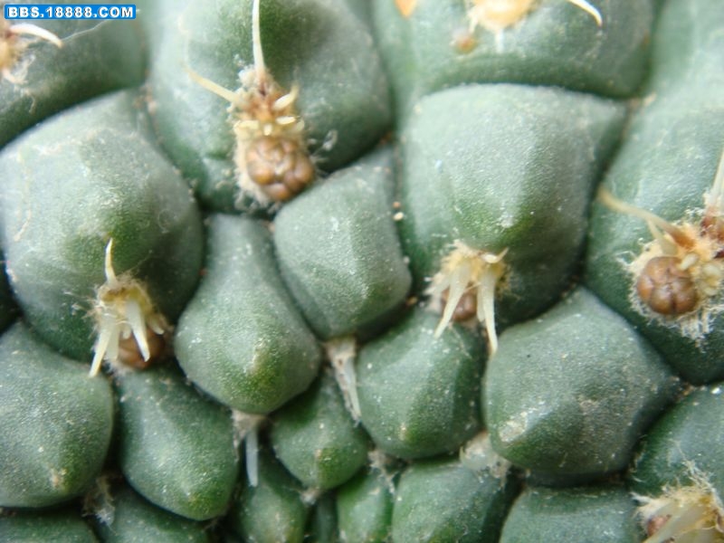 绯花玉4.JPG
