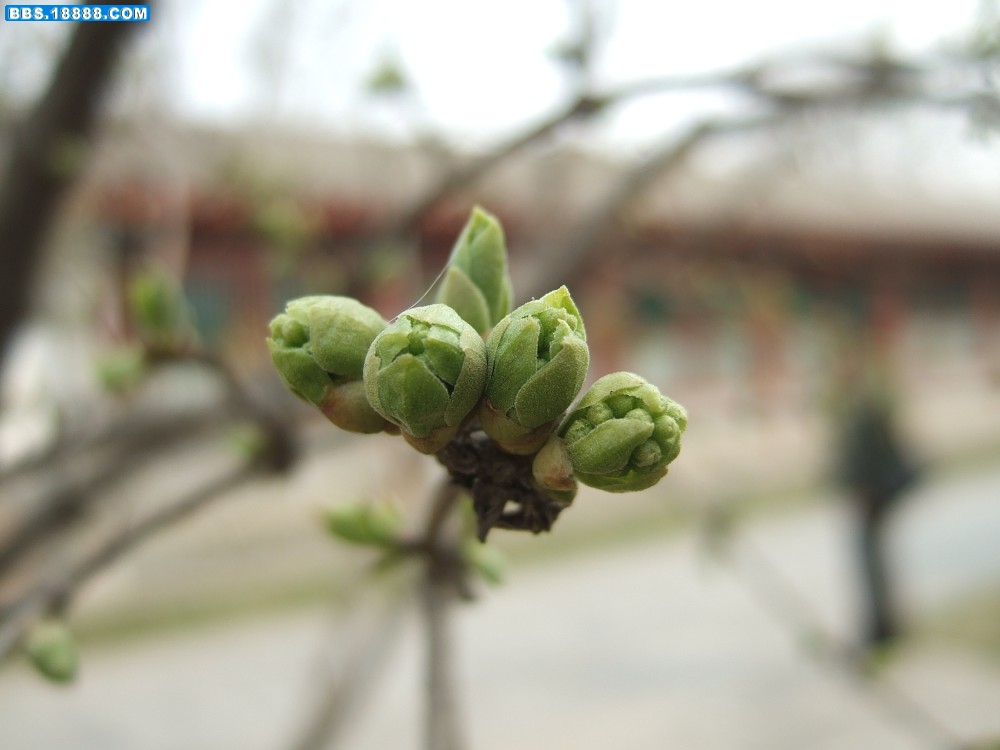 白丁香花苞 (1).jpg