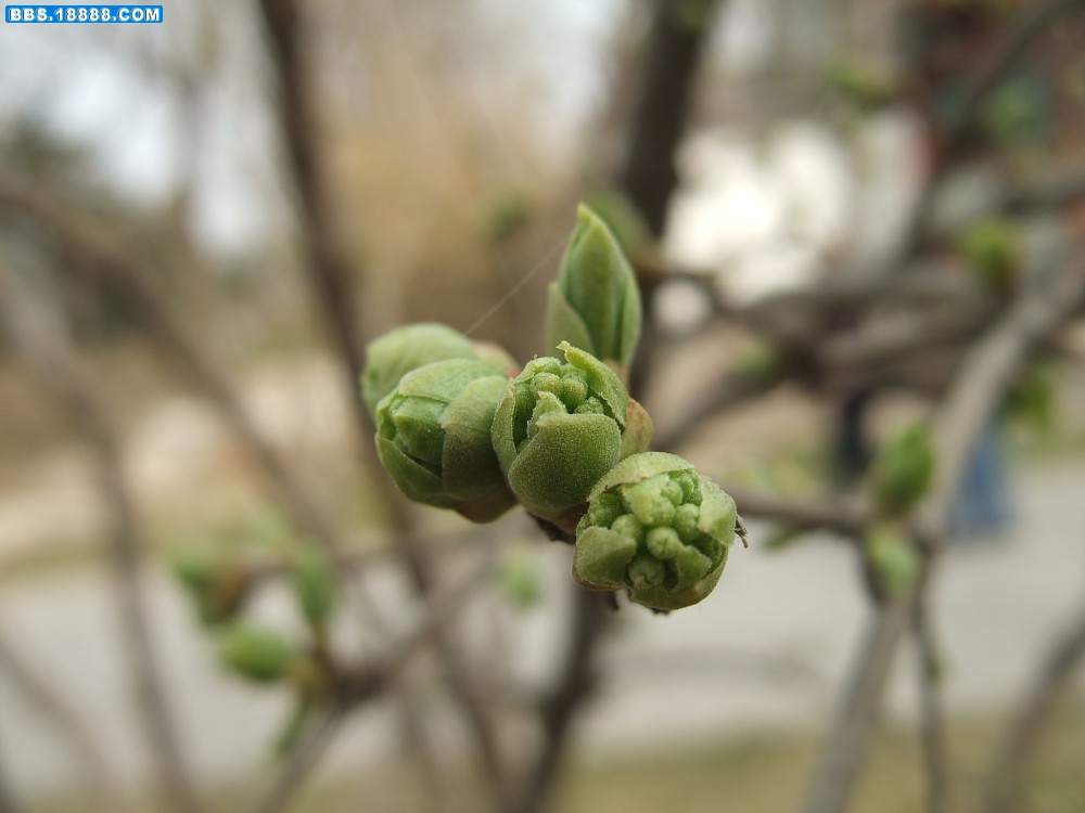 白丁香花苞.jpg