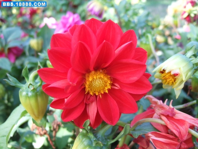 100_84572_4323b4f9b4cb50a.jpg