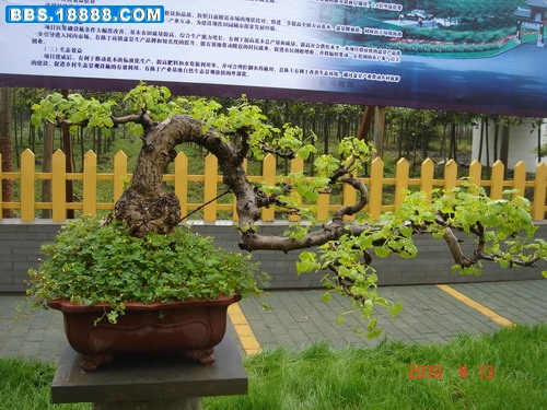 DSC07695_缩小大小.JPG