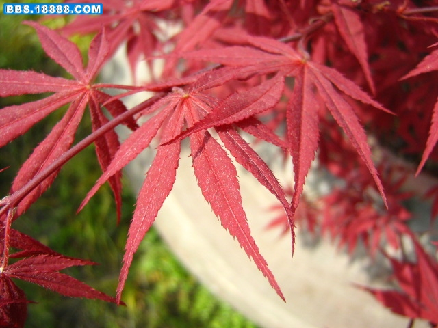 清明时节园景新 041.jpg