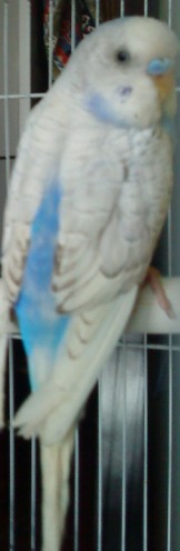蓝鱼鳞.jpg