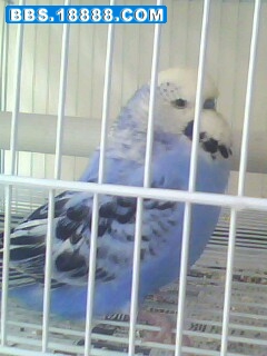 IMG0081A.jpg