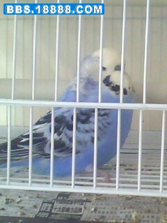 IMG0080A.jpg