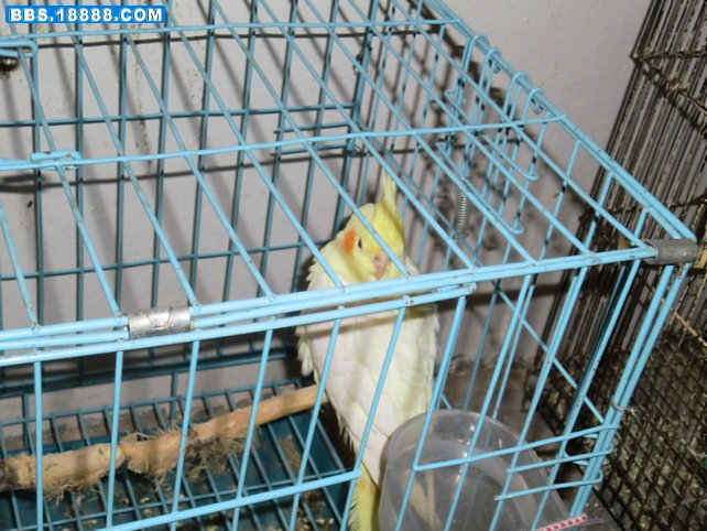 CIMG0501.jpg