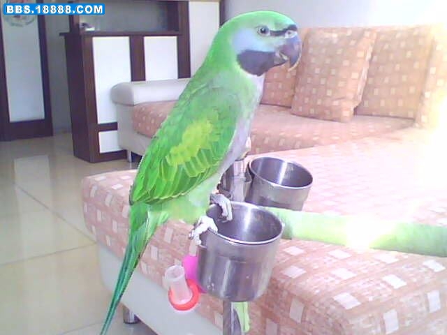 IMG4216A.jpg