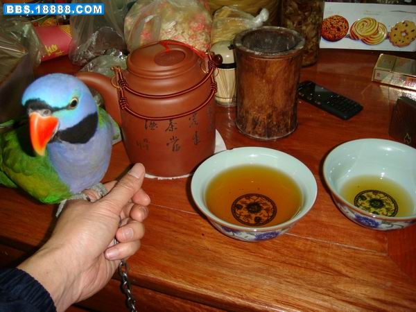 主人说山楂茶好喝，但俺没有兴趣去试.JPG