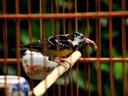 DSC_7073.jpg