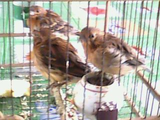 IMG0520A.jpg