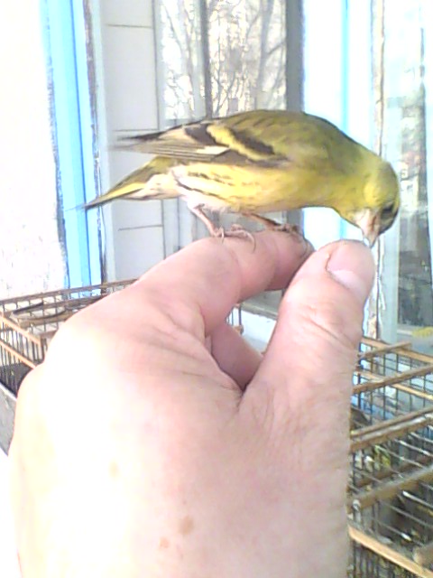 IMG0362A.jpg