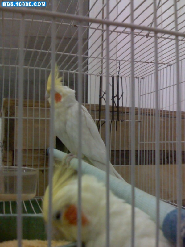 IMAG0217.jpg