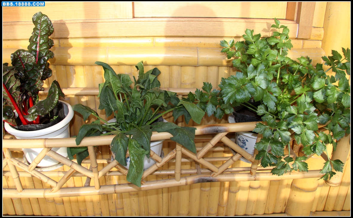 蔬菜窗景4.jpg