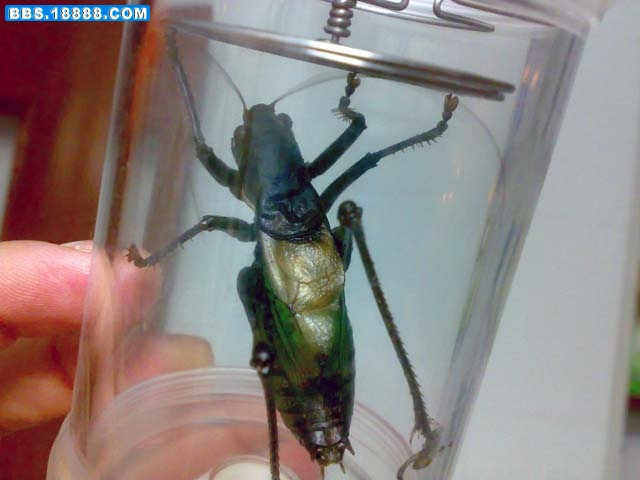 20100425009.jpg