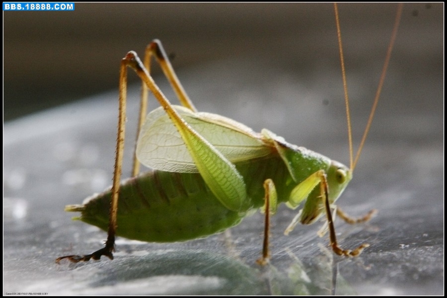 nEO_IMG__MG_9783.jpg