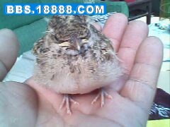 IMG0171A.jpg