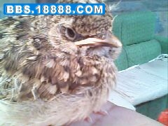 IMG0173A.jpg