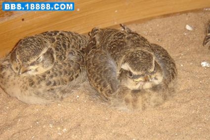62_43008_02af9cc242e8101[1].jpg