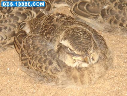 62_43008_a8f81352c6920c2[1].jpg