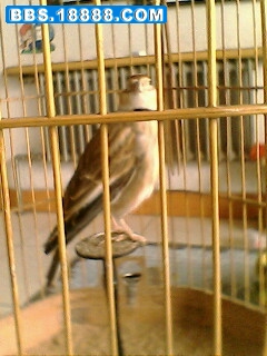 IMG0089A.jpg